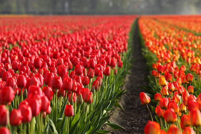 The History and Economic Mechanisms of Tulip Mania